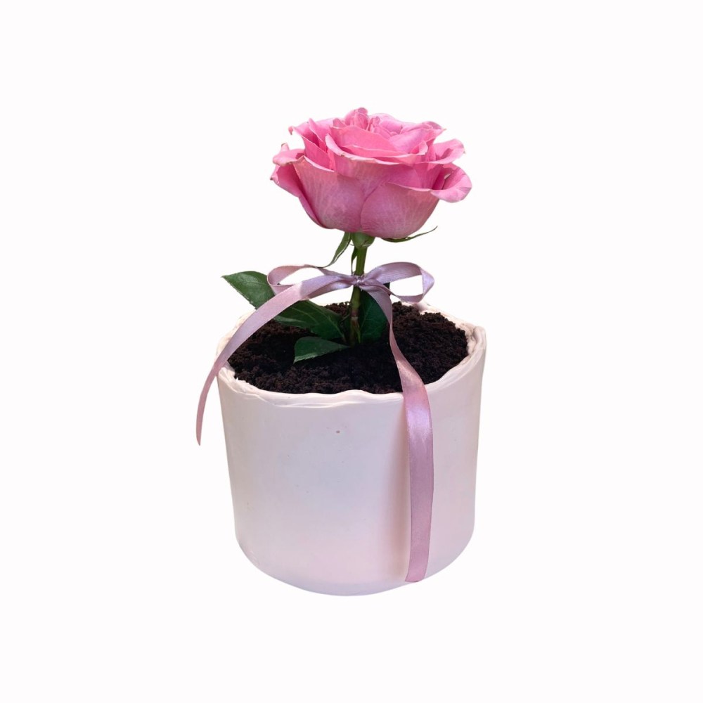 Flower pot cake OLLIES